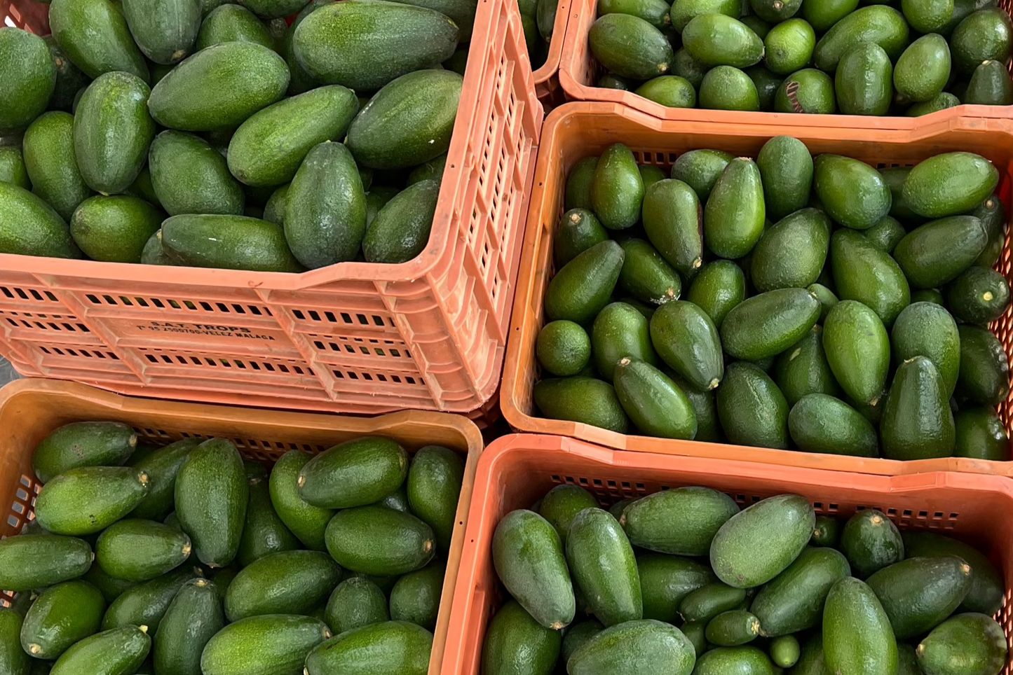 Premium Eco Certified Bacon Avocados