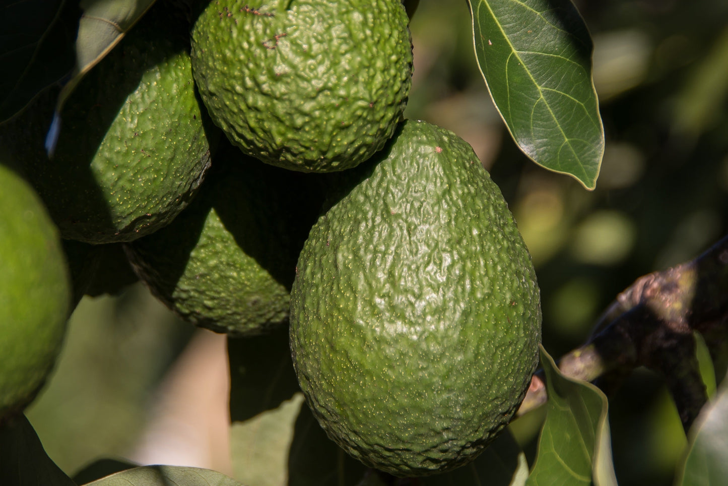 Premium Eco Certified Hass Avocados