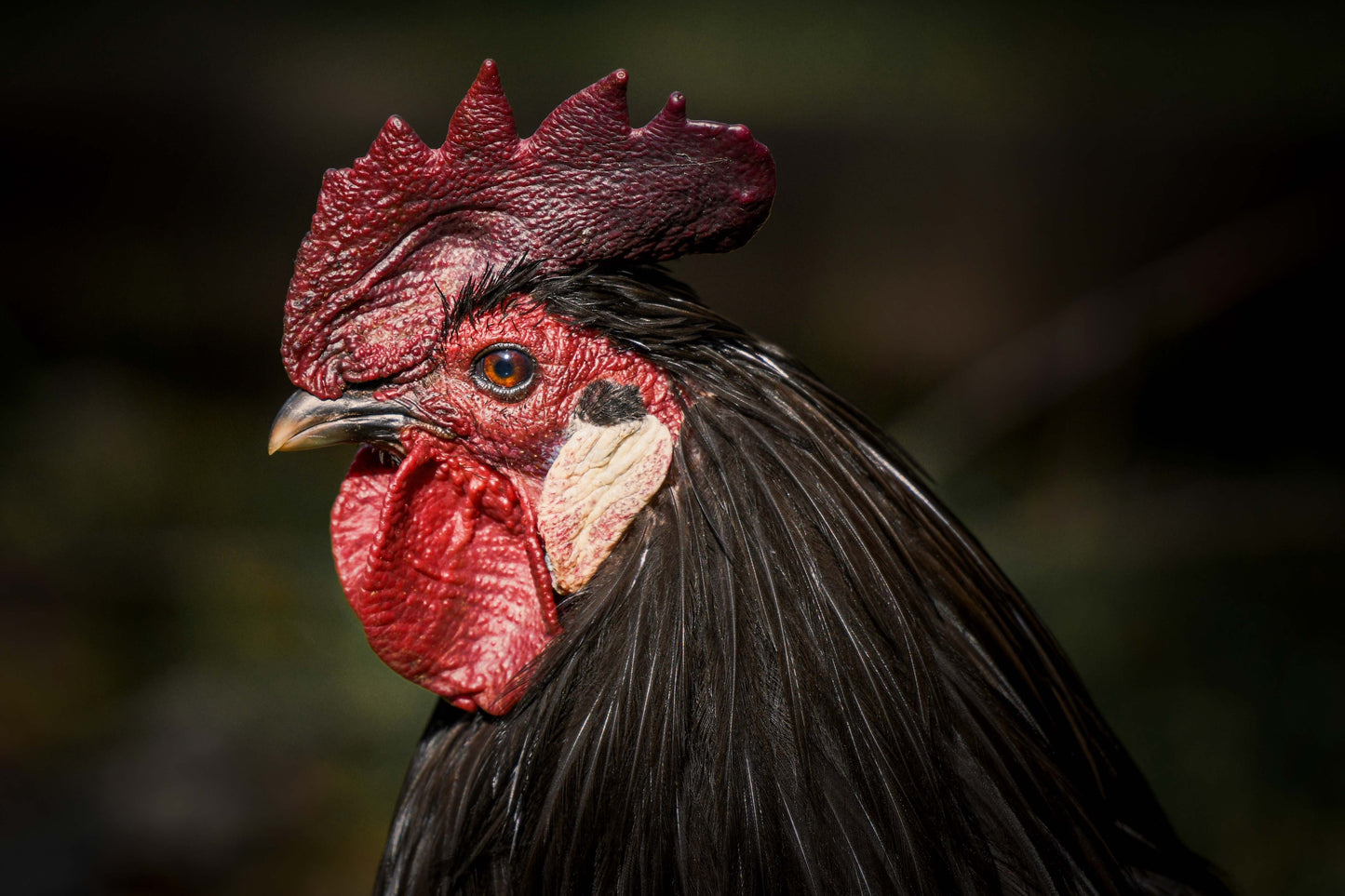 Premium Eco Certified Free-Range Eggs