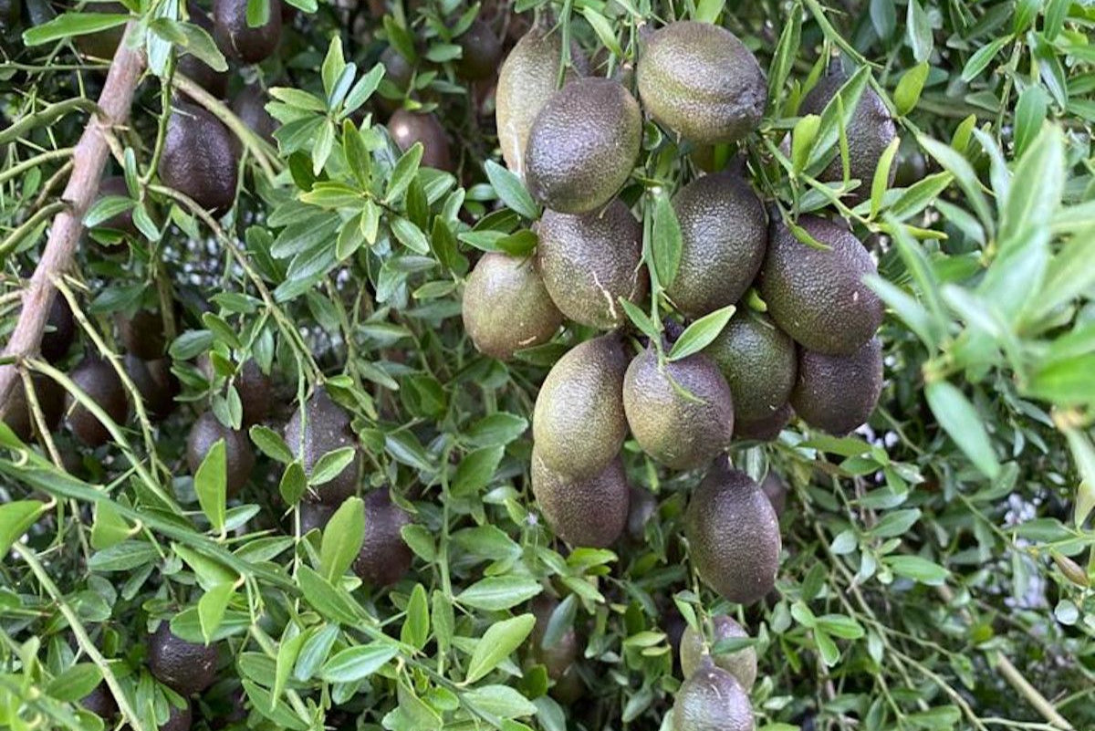 Premium Eco Certified Finger Lime (Citrus Caviar)