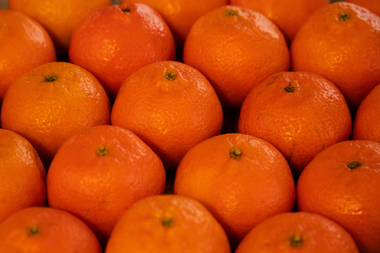Premium Eco Certified Tangerine