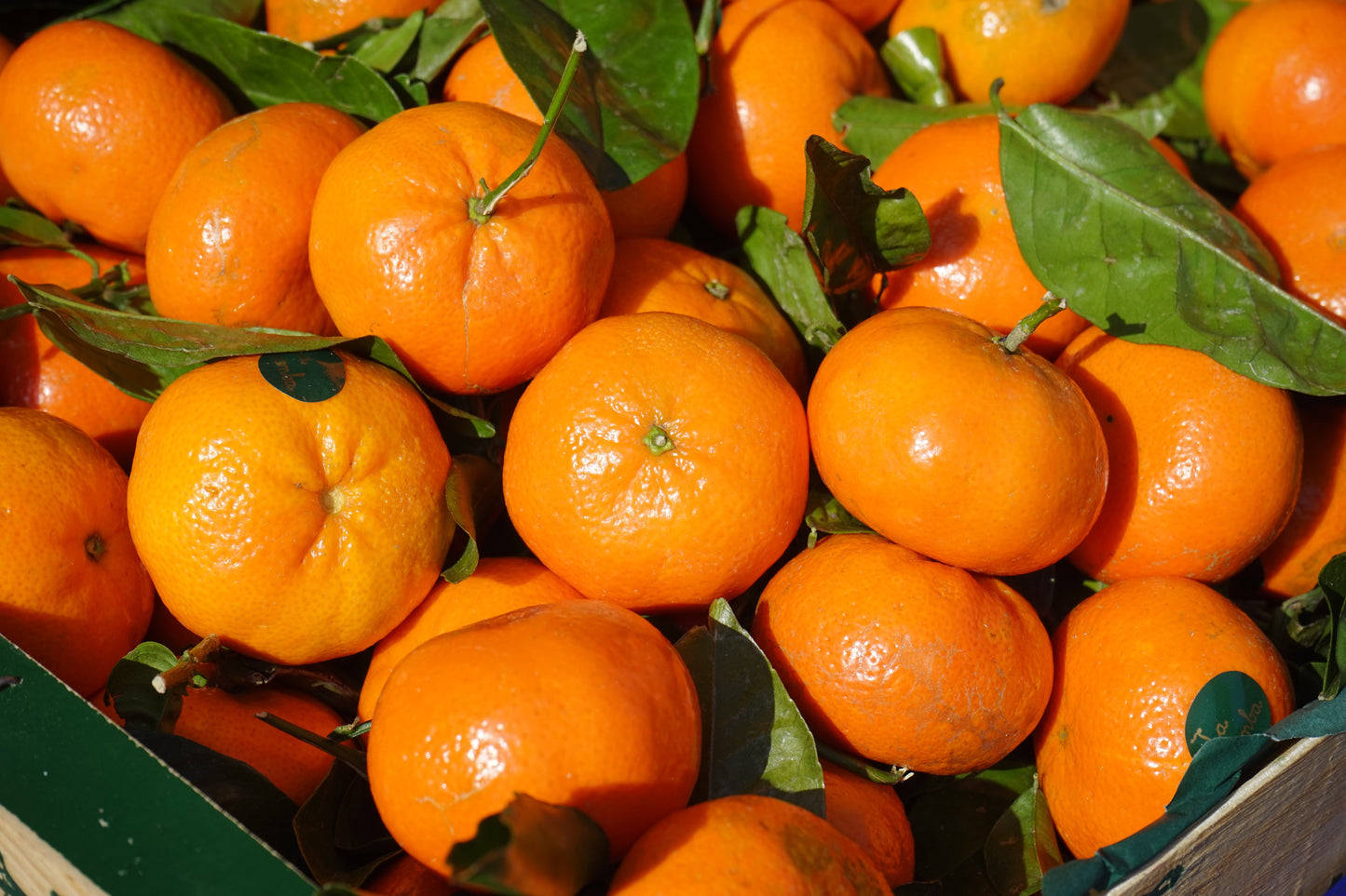 Premium Eco Certified Tangerine