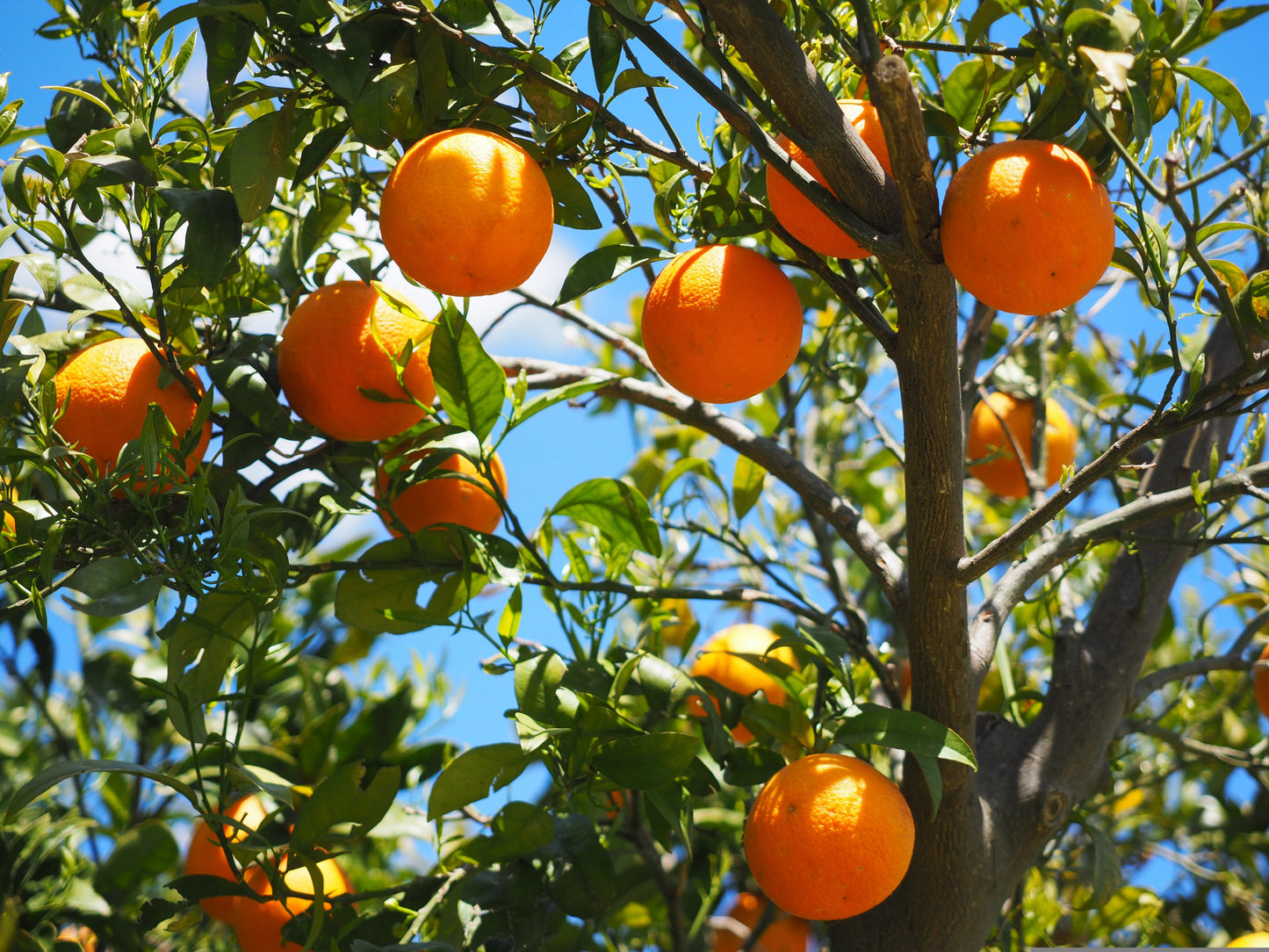 Premium Eco Certified Oranges