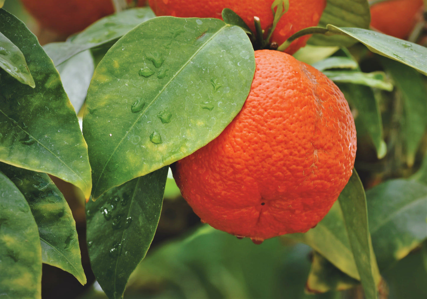 Premium Eco Certified Oranges